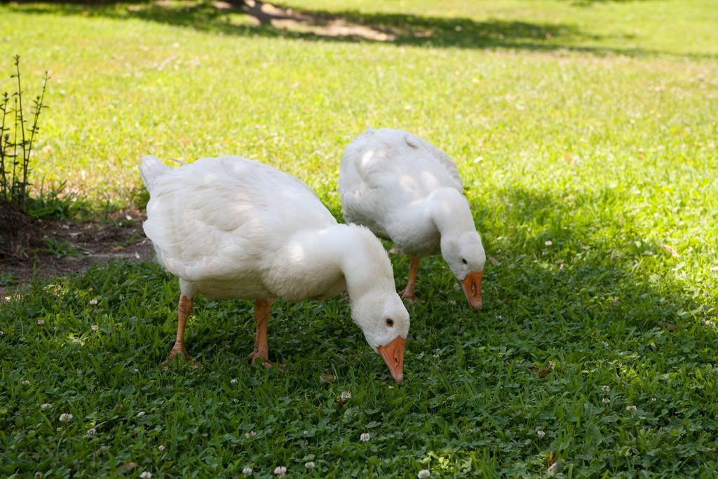 Hotel La Brenta Vecchia Vigodarzere Zewnętrze zdjęcie